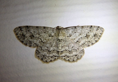 6597 - Ectropis crepuscularia; Small Engrailed