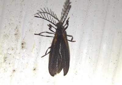 Leptoceletes basalis; Net-winged Beetle species; male
