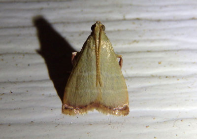 5568 - Arta olivalis; Olive Arta Moth