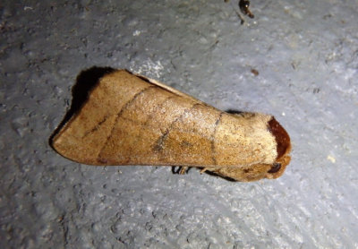 7905 - Datana major; Azalea Caterpillar Moth