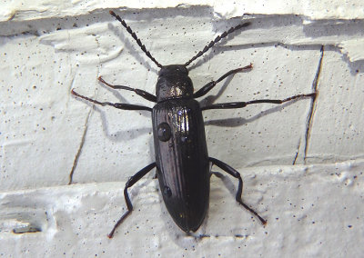 Strongylium simplicicolle; Darkling Beetle species