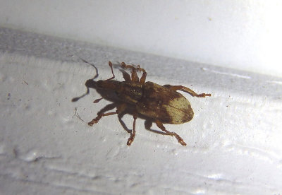 Listronotus appendiculatus; Weevil species