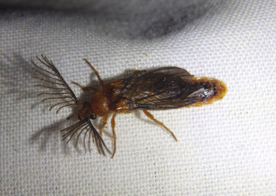 Phengodes Glowworm Beetle species; male