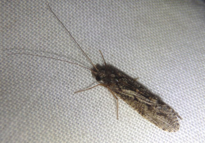 Hydropsychidae Net-spinning Caddisfly species