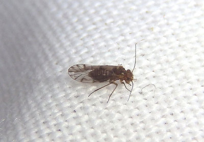 Lachesilla Fateful Barklouse species