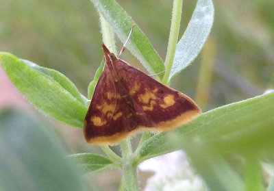 5071 - Pyrausta acrionalis; Mint-loving Pyrausta Moth