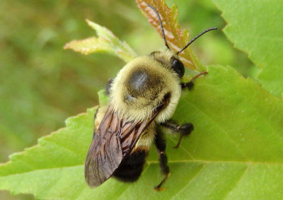 Bombus impatiens; Common Eastern Bumble Bee