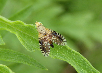 Euaresta bella; Fruit Fly species; female