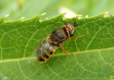 Hedriodiscus vertebratus; Soldier Fly species; female