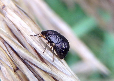Bruchomorpha oculata; Piglet Bug species