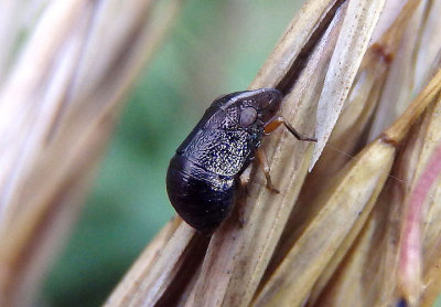 Bruchomorpha oculata; Piglet Bug species 