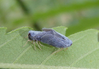 Cedusa Derbid Planthopper species pair