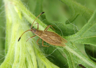 Melanorhopala clavata; Lace Bug species