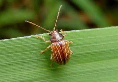 Colaspis suilla; Leaf Beetle species