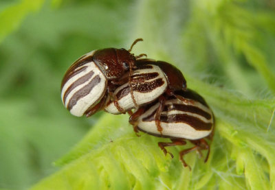 Zygogramma suturalis; Ragweed Leaf Beetles