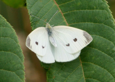 Pieris rapae; Cabbage Butterfly; exotic