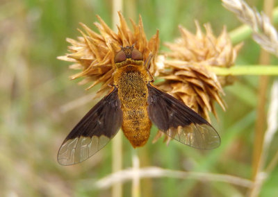 Chrysanthrax cypris; Bee Fly species