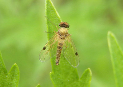 Chrysopilus modestus; Snipe Fly species; male