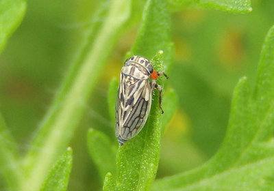 Ceratagallia viator; Leafhopper species
