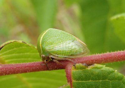 Tortistilus inermis; Buffalo Treehopper species