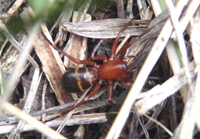 Castianeira Antmimic Spider species