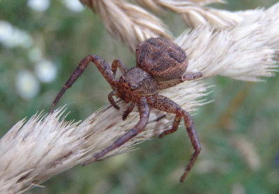 Xysticus Ground Crab Spider species