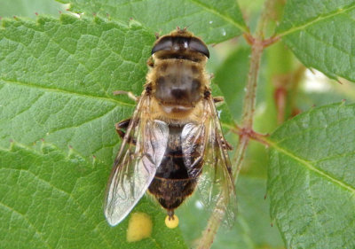 Eristalis tenax; Drone Fly; exotic