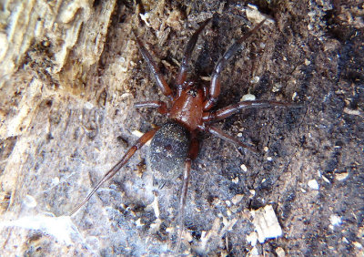 Callilepis Ground Spider species