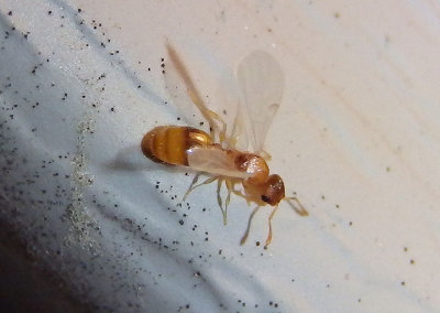 Temnothorax ambiguus; Acorn Ant species