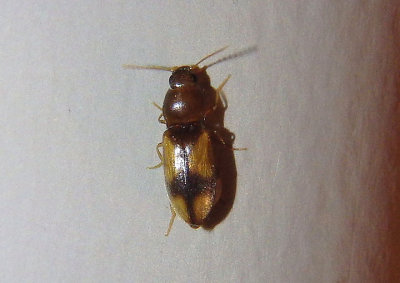 Paradonus pectoralis; Click Beetle species