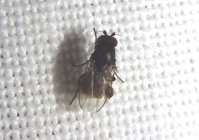 Limosininae Lesser Dung Fly species
