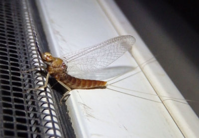 Isonychia Brush-legged Mayfly species; female
