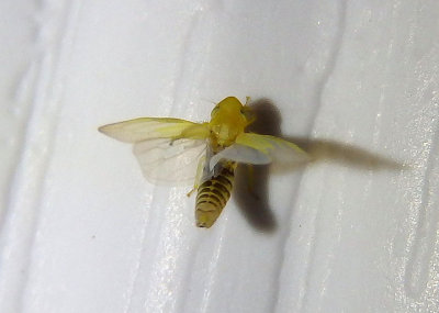 Alconeura Leafhopper species