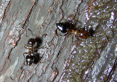 Crematogaster cerasi; Acrobat Ant species