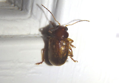 Metachroma Leaf Beetle species