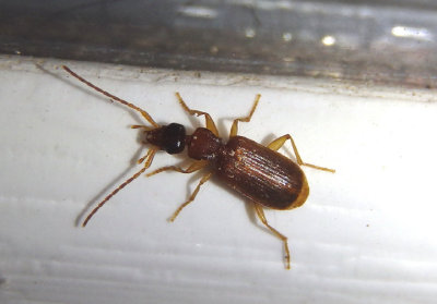 Zuphioides americanum; Ground Beetle species