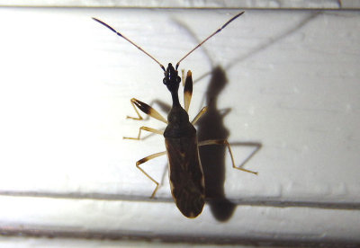 Myodocha serripes; Long-necked Seed Bug