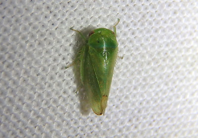 Penestragania alabamensis; Leafhopper species