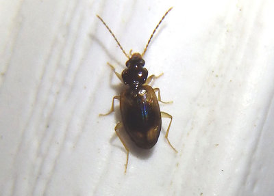 Paratachys Ground Beetle species 