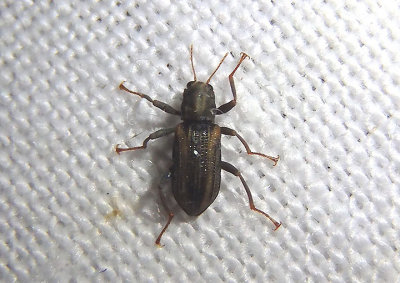 Stenelmis cheryl; Cheryl's Riffle Beetle