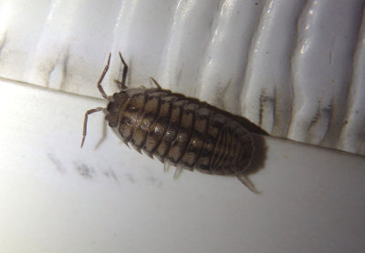 Armadillidium nasatum; Pillbug species; exotic