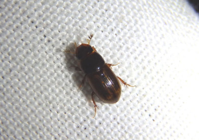 Aphodius pseudolividus; Dung Beetle species
