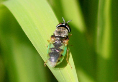 Odontomyia virgo; Soldier Fly species; female