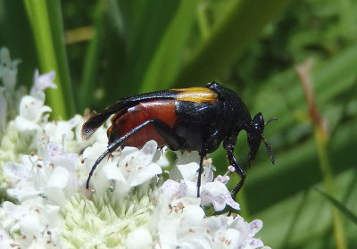 Macrosiagon flavipennis; Wedge-shaped Beetle species; female