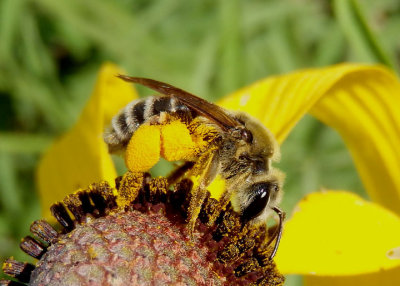 Andrena rudbeckiae; Miner Bee species