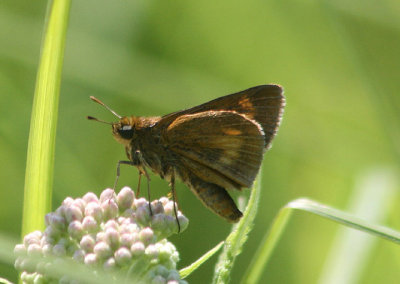 Euphyes conspicua; Black Dash