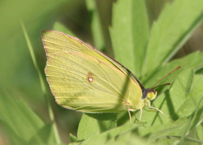 Zerene cesonia; Southern Dogface