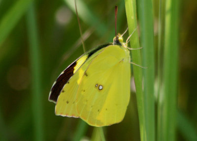 Zerene cesonia; Southern Dogface