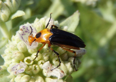 Macrosiagon limbata; Wedge-shaped Beetle species; female