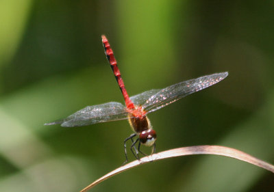 Sympetrum obtrusum; White-faced Meadowhawk; male